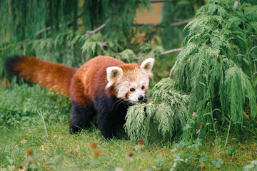 Panda roux se promenant dans la végétation