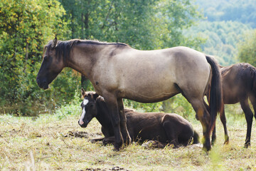 mare and foal on the meadow