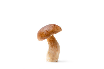 Single brown cap Boletus Edulis isolated on white background. Raw edible mushroom. Nobody