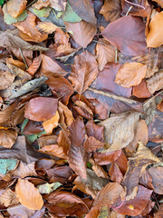 Close Up of Autumn Leaves