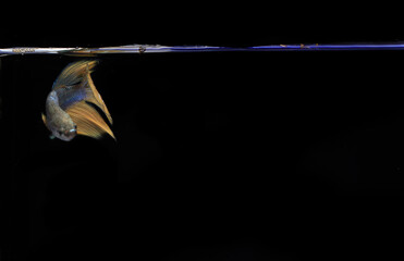 Small Yellow Tail Blue Body Betta fish, at Black background