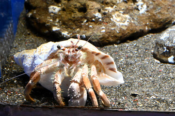 水槽の中の巨大なソメンヤドカリ