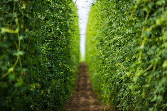 Standing inside of filed with large hop plants growing in biggest hop region Holledau in Germany