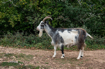 Obraz premium Wild British Primitive Feral Goat