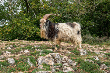 Obraz premium Wild British Primitive Feral Goat