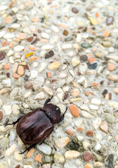 beetle on the ground