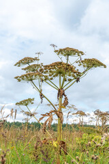 Wildflowers and weed growing on plantation or neglected field. Heracleum greenery, biodiversity of rural area and countrysides. Village vegetation diversity, lush green bushes and twigs over sky.