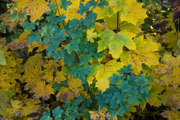 Green and yellow leaves in autum