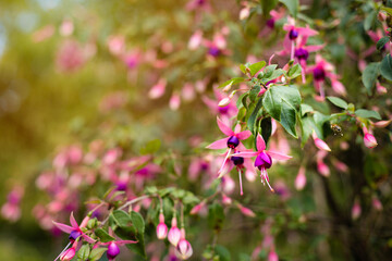Pink-violet flowers of fuchsia and bee outdoor. Close up, selective focus. Fuchsia-Hybride Chillerton Beauty.