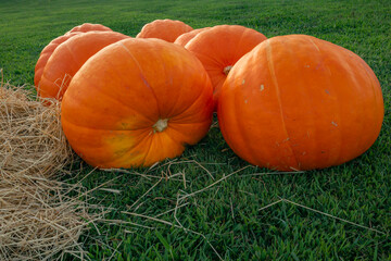 pumpkins on a grass