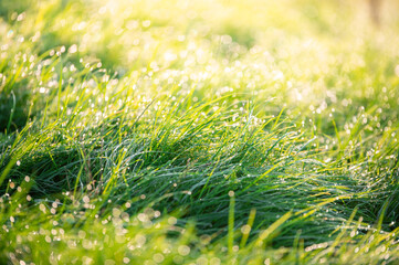 green grass abstract blurred background. beautiful juicy young grass in sunlight rays. green leaf macro. Bright fresh summer or spring natural background. copy space
