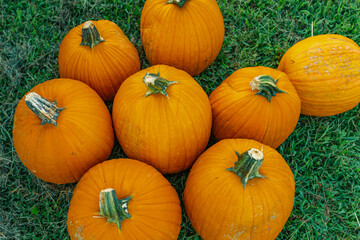 pumpkins on the grass