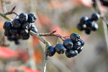 Branch of ripe chokeberry over fall blurred background. Wrinkled fruits of black rowan in environment of orange leaves in autumn close up with copy space.