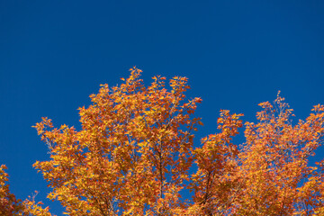 秋の青空と鮮やかな赤色の紅葉の風景