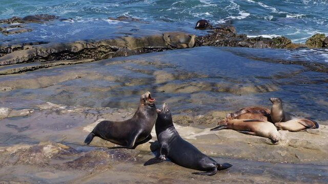 Fighting seals in La Jolla beach, San Diego
