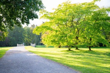 Green trees beautiful juicy young grass in sunlight rays. Park in back light. Bright fresh summer or spring natural background. copy space