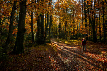 Herbst im Bayrischen Wald