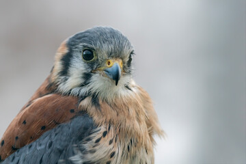 Portrait of a American kestrel (Falco sparverius)