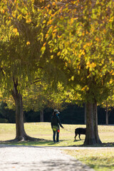 秋の公園で犬を連れて散歩している若い女性