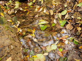 autumn leaves in the forest