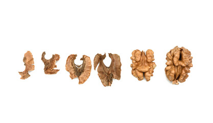 shelled walnuts and partition isolated on white background
