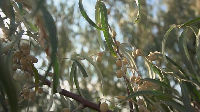 Female hand picks berries from silverberry tree with sunny glares
