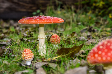 Close up of mushrooms in different colors against blurry background