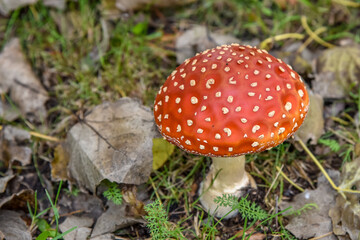Close up of mushrooms in different colors against blurry background