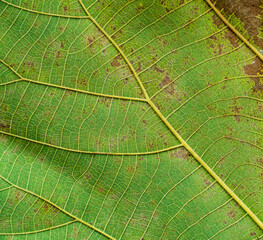 close up of green leaf texture background 