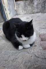 Cat on the street 