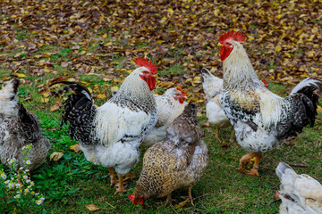 Rooster and chickens walking on green grass.