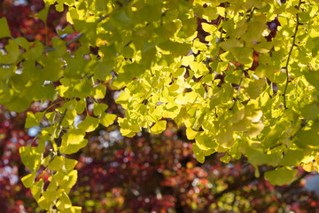 秋の黄色い銀杏の木と赤色の紅葉の風景