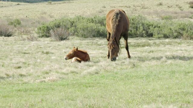 brumby foal sits beside its mother at long plain in kosciuszko national park of nsw, australia
