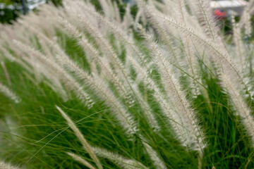 Close up shot of white flower fluff of the Lalang grass or (cogongrass, Japanese bloodgrass, Kunai grass, Lalang, Alang alang, Thatch grass) in Bekasi, West Java, Indonesia.