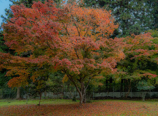 秋の紅葉

