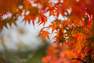 秋の紅葉
