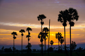 Silhouette palm tree tropical forest sunrise