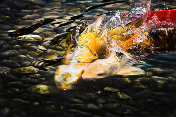 Close-up of two koi carps, fish in the water