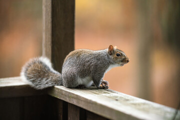 Naklejka na ściany i meble Squirrel Looking For Food