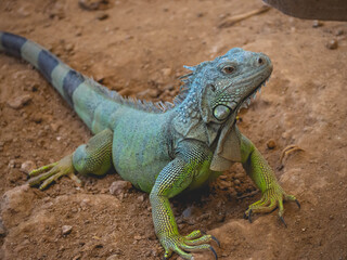 Obraz premium Iguana yellow, orange and green