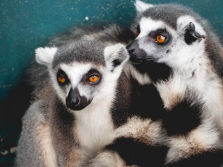 Two lemurs that are close together