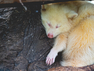 A furry animal sleeping on a tree - Powered by Adobe