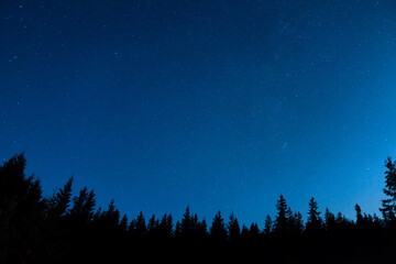 Naklejka premium Forest and pine trees landscape under blue dark night sky with many stars, milky way cosmos background