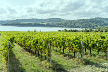 Fototapeta na wymiar rows of vines near shore, lake Corbara, Umbria, Italy