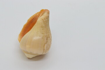 seashells, natural and real