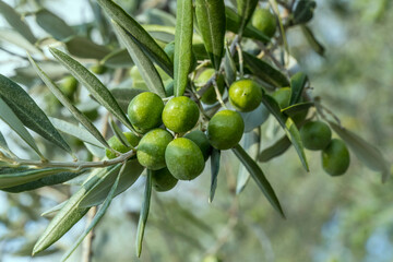 olives on branch in olive grove, Italy