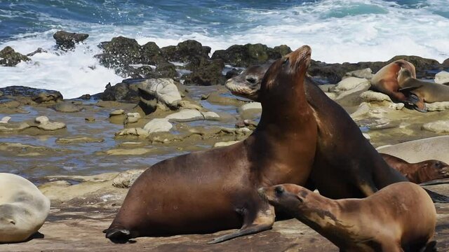 Black seal on water close up. La Jolla Cove, San Diego, California