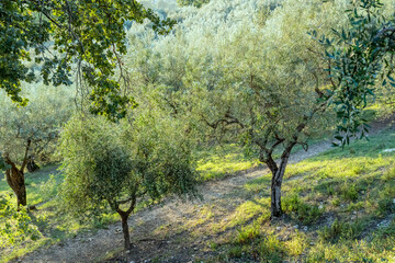 olive trees in olive grove, Italy