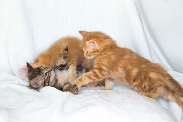 Chatons qui chahutent