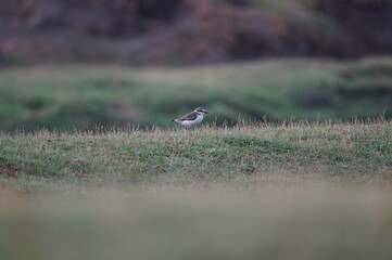 Javan plover are looking for food on the grass. Javan plover (Charadrius javanicus) is a species of bird in the family Charadriidae.